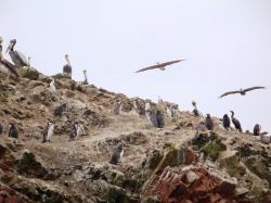 Pingouins et pélicans thages