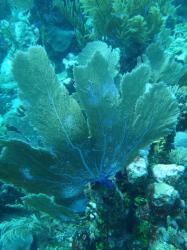 Corail feuille